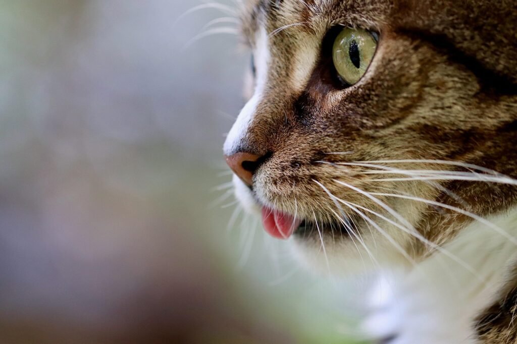 cat, nature, cat tongue, cat eyes, pet, mackerel, domestic animal, tabby, gray tabby cat, gray cat, domestic cat, portrait, cat portrait, cat profile, the world of animals, mammal, animal