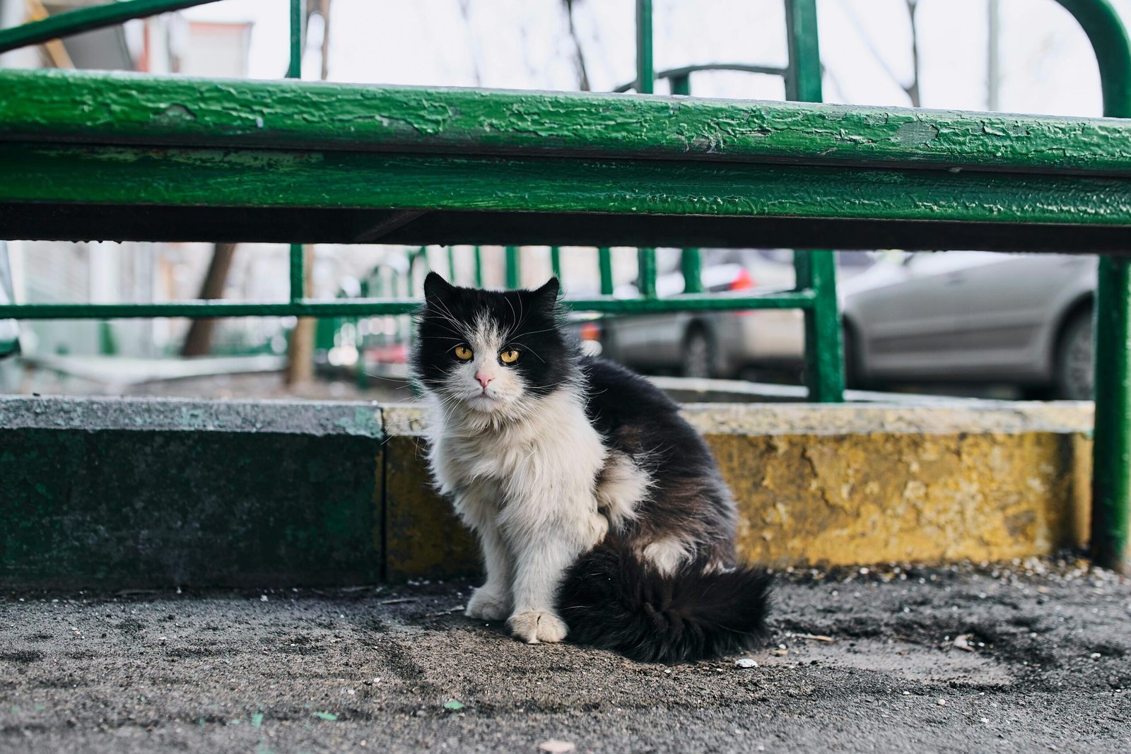 Stray black and white cat resting on a city bench in Moscow, Russia.