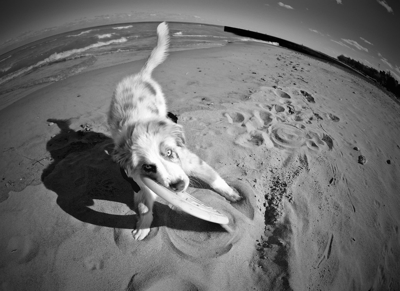 puppy, dog, cute, canine, pet, animal, adorable, purebred, doggy, friend, pup, cute dog, australian shepherd, young, playful, playing, nature, happy, happiness, summer, outside, outdoor, sand, beach, running, water, circle, curved, black and white, gray running, gray run, gray puppy, gray circle