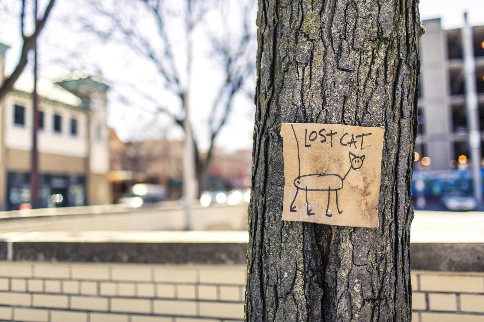 A handmade lost cat sign tacked to a tree on a city street with blurred buildings in the background.