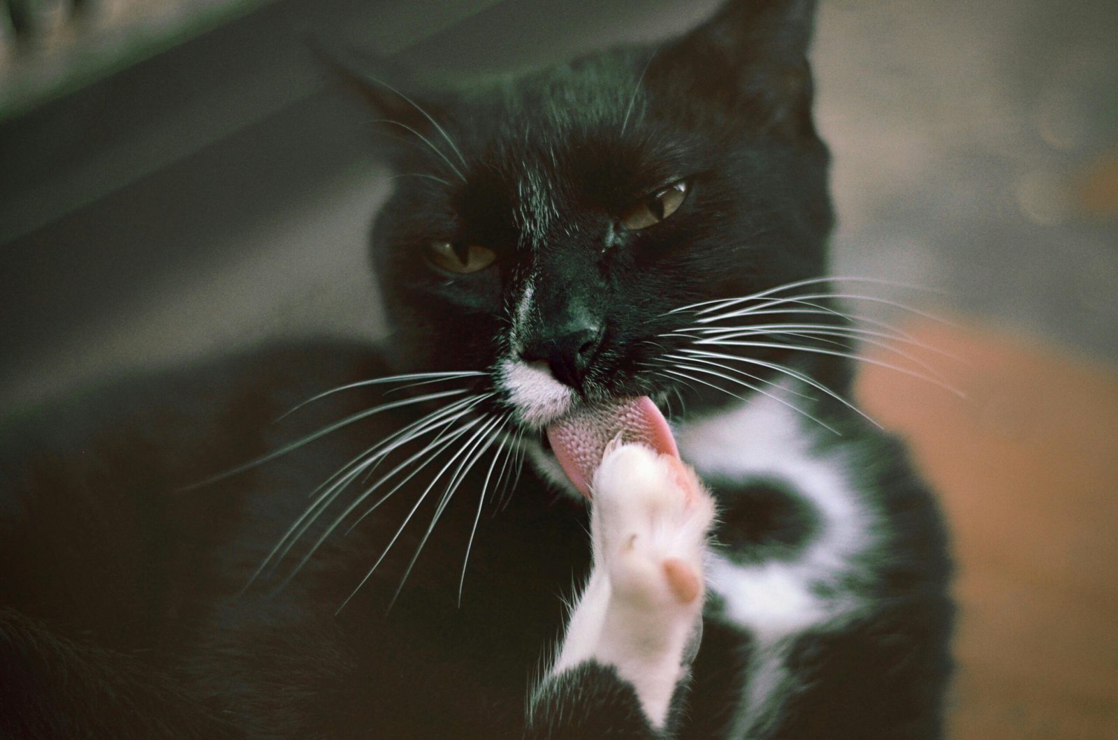 A black and white cat grooming its paw with its tongue in a close-up portrait.
