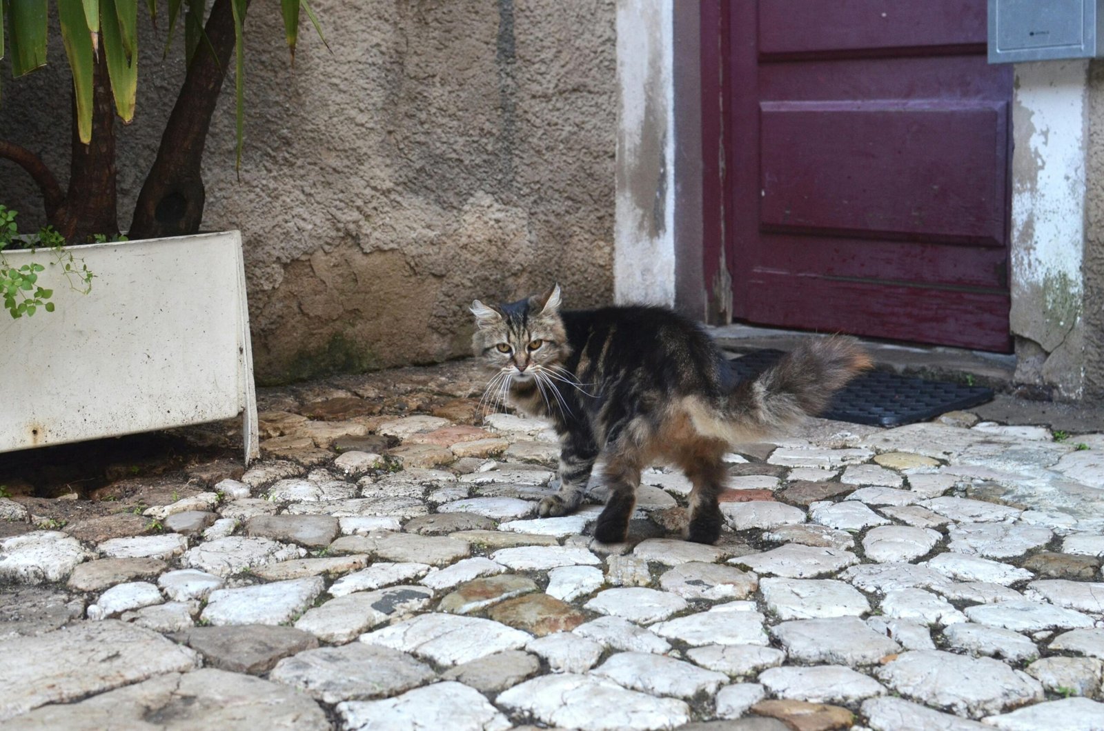 Adorable fluffy cat walking on cobblestone pavement near wooden door of residential house in city